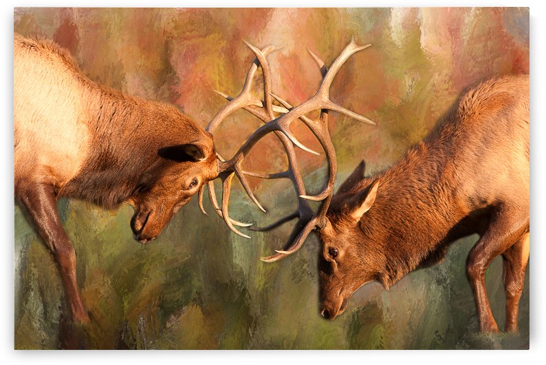 Bull Elk Sparring In The Mix by Bo Insogna
