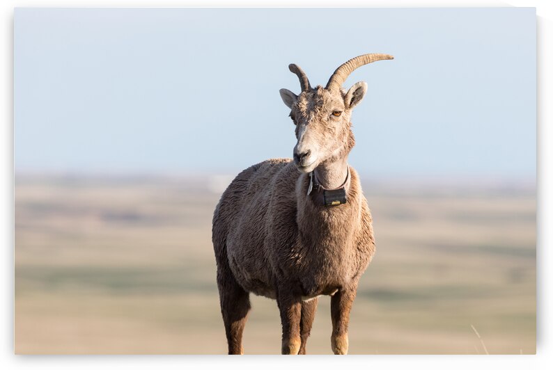Badlands Bighorn A Glimpse of Audubons Majestic Sheep by Bo Insogna