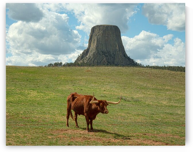 Longhorn Cow Posing at Devils Tower in Wyoming - First US Nation by Bo Insogna