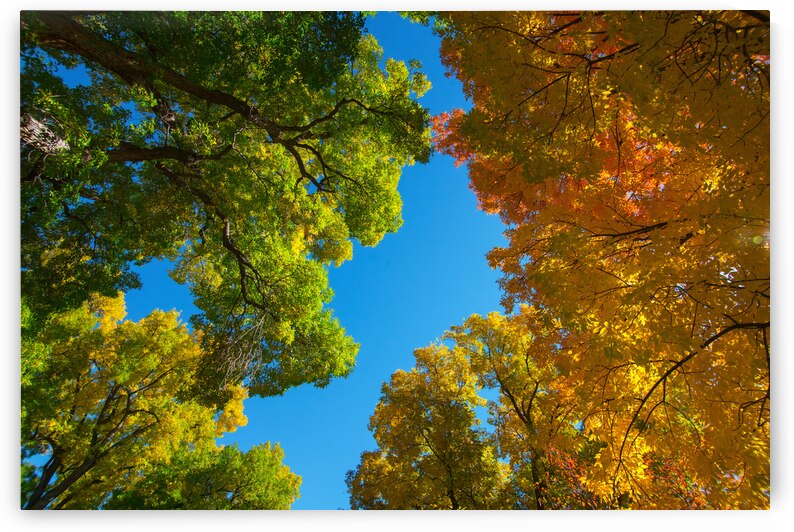 Autumns Radiant Canopy -  A Skyward View by Bo Insogna