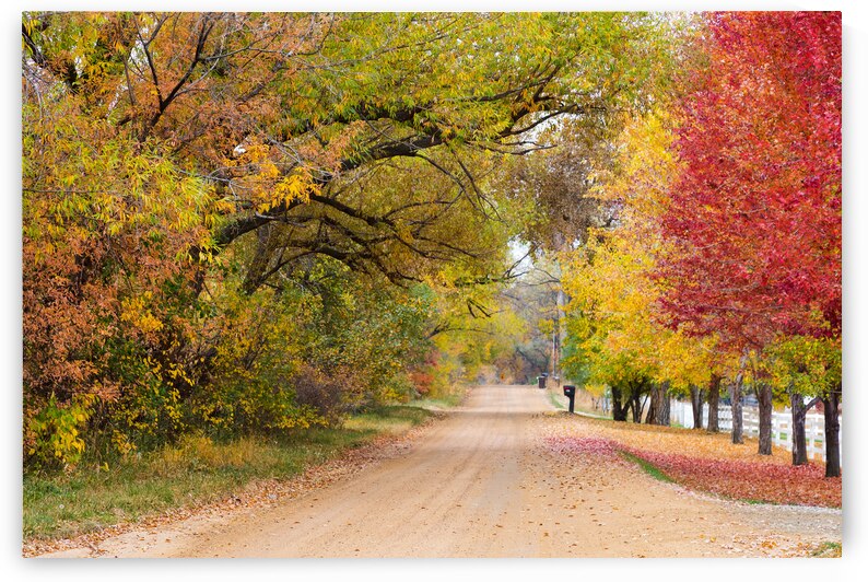 Autumns Country Retreat - A Canopy of Color by Bo Insogna