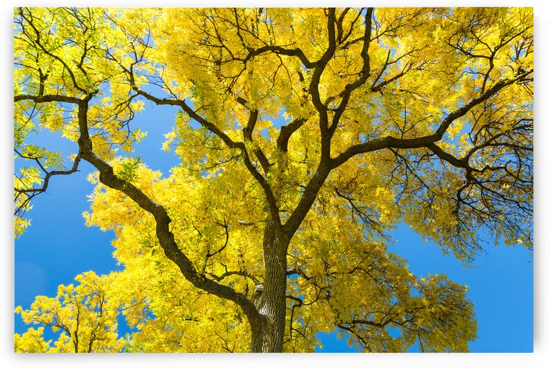 Golden Majesty - A Cottonwoods Radiant Reverie by Bo Insogna