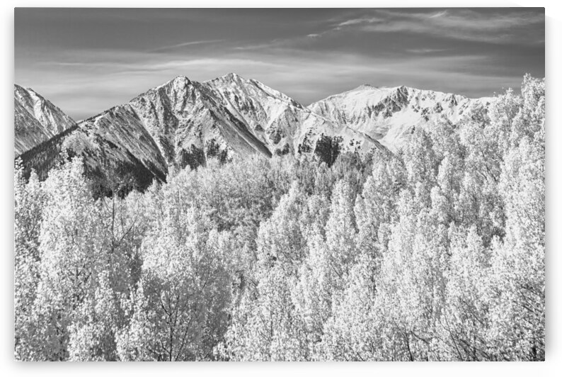 Colorado Rocky Mountain Autumn Beauty Black and White by Bo Insogna