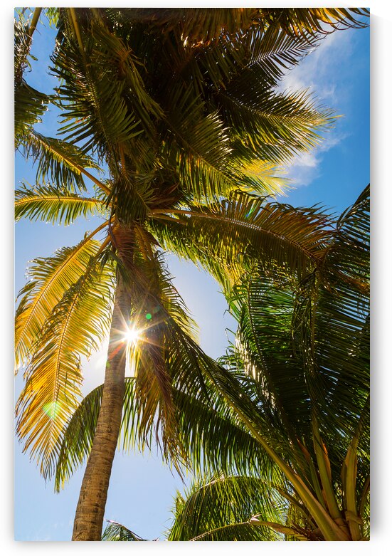 Sunshine and  Tall Palm Trees Extends Towards the Sky by Bo Insogna