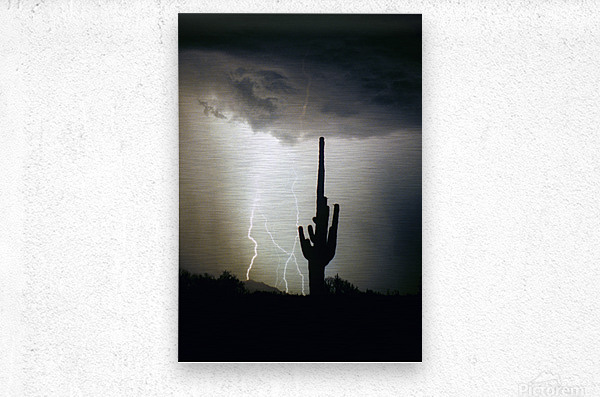 Lightning Swirl Saguaro Cactus Highlands  Metal print