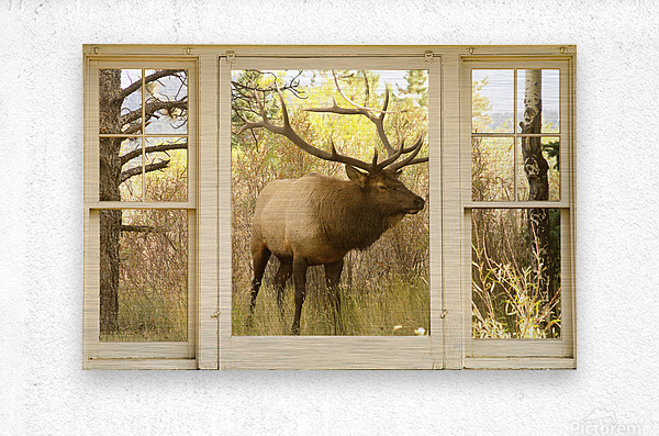 Bull Elk Window View  Metal print