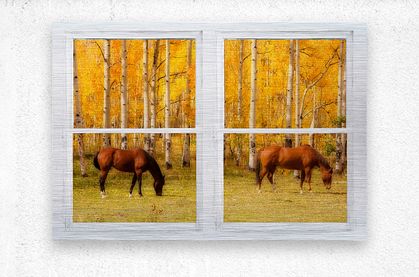 2 Horses Aspen Trees Whitewash Picture Window  Metal print