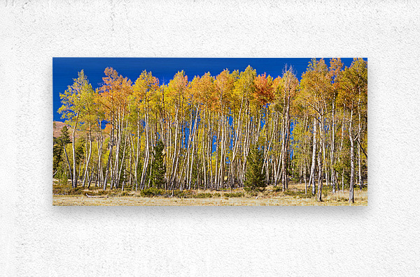 autumn aspen trees Panorama1  Metal print