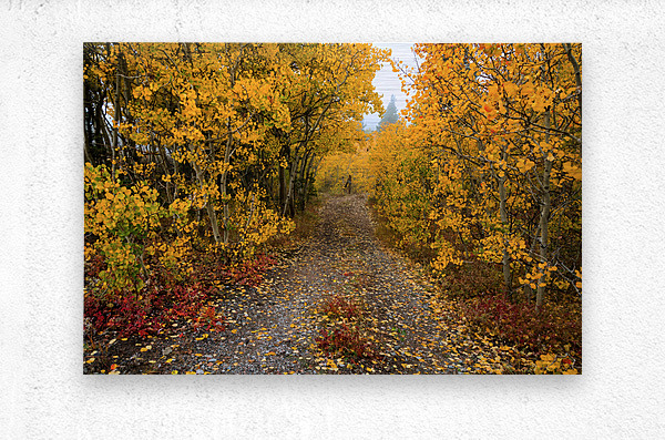 Colorful Autumn Hiking Path  Metal print