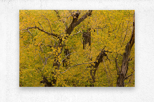 Cottonwood Tree Fall Foliage  Metal print