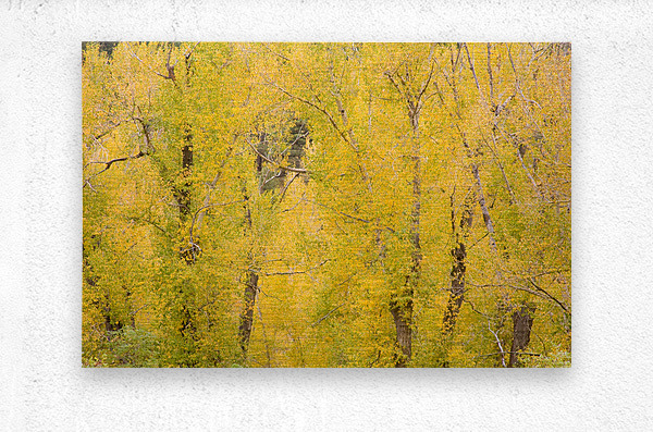 cottonwood autumn colors  Impression metal