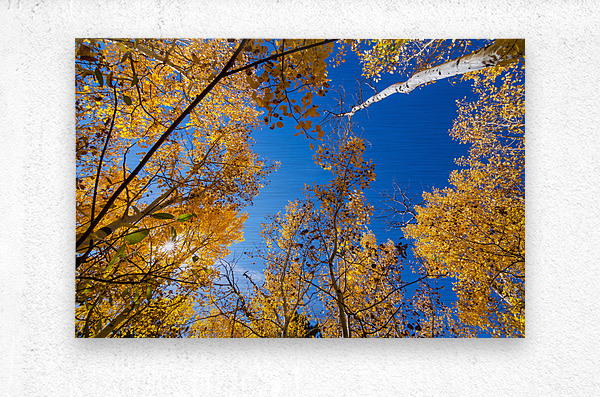 Blue Sky Autumn Bliss  Metal print