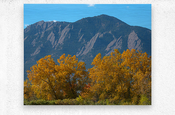 Boulder Flatirons Mighty Cottonwood Trees  Metal print