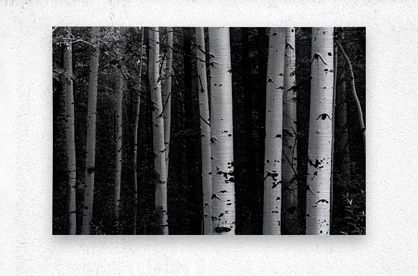 Shades Of A Forest  Metal print