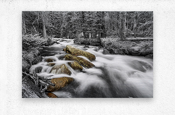 Roosevelt National Forest Stream BW Selective  Metal print