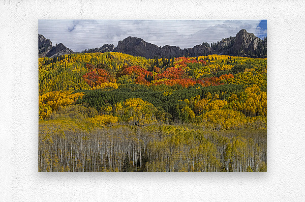 Colorado Kebler Pass Fall Foliage  Metal print