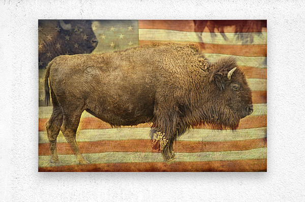 American Buffalo  Metal print