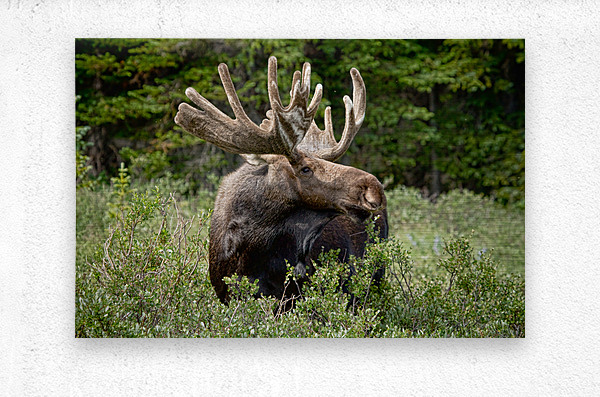 Bull Moose Wild  Metal print