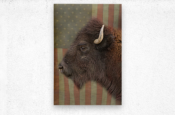 American Bison Profile  Metal print