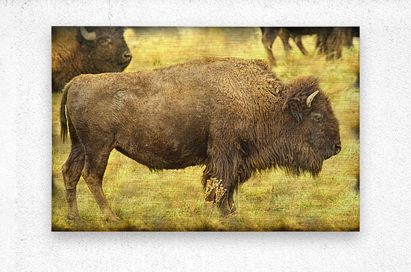 Bison  Metal print