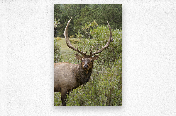 Bull Elk Eyes  Metal print
