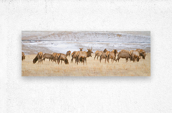 Elk Heard On The Rocky Mountain Foothills    Metal print