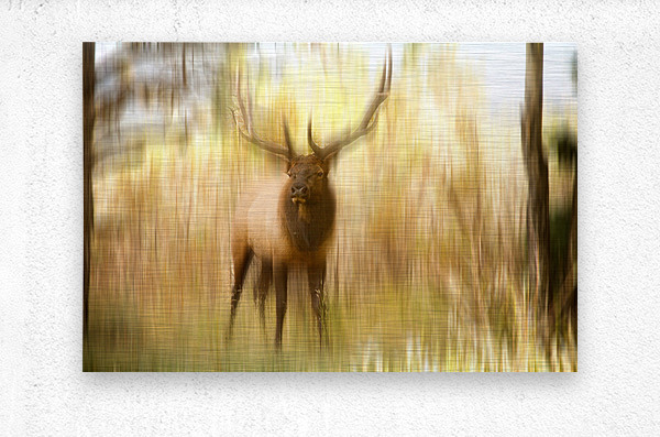 Bull Elk Forest Dreaming  Metal print