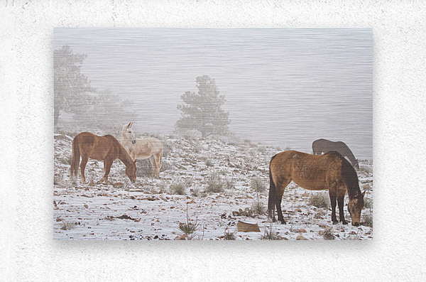 Horses Winter Snow Fog  Metal print