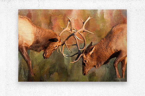 Bull Elk Sparring In The Mix  Metal print