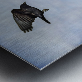 Crow Attacking Bald Eagle Metal print
