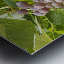 Red Grapes on The Vine Impression metal