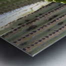 Saguaro Cactus Bloom Metal print