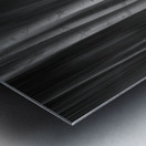 Autumn Aspen Trees Dreaming BW Metal print