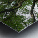 The Majestic Century Tree   1300 Year Old Balete of Negros Island Impression metal