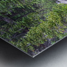 Water Feeding Moose Metal print