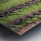 Vertical Close Up of a Southwest Saguaro Cactus Metal print