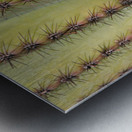 Patterns and Spines of the Desert Sentinel Metal print