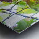 Colorful Grapes on the Vine Fine Art Photography Wall Art Metal print