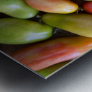 Harvests Bounty A Colorful Medley of Roma Tomatoes Metal print