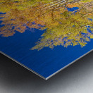 autumn aspen trees Panorama1 Metal print