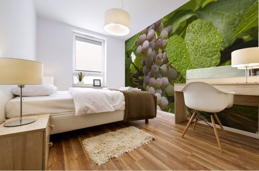 Red Grapes on The Vine Mural print
