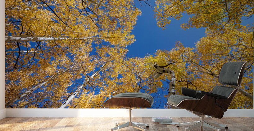 Aspen Curve Wall Murals