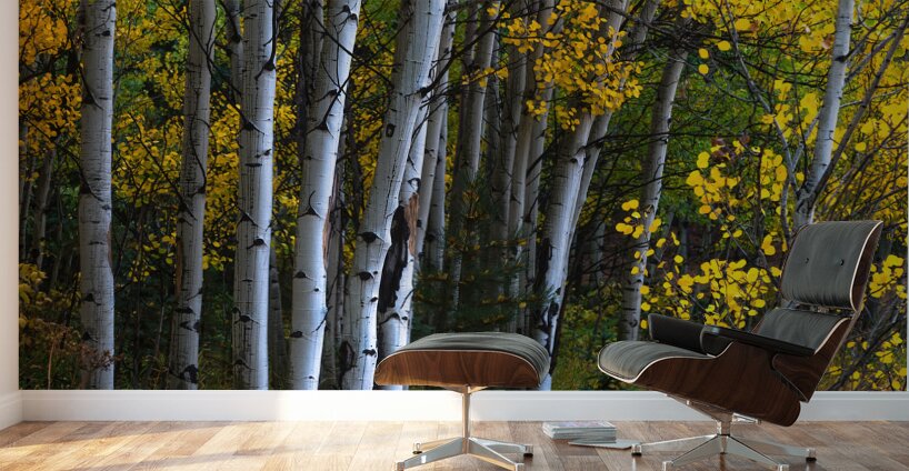 Roosevelt National Forest Wilderness Wonderland Wall Murals