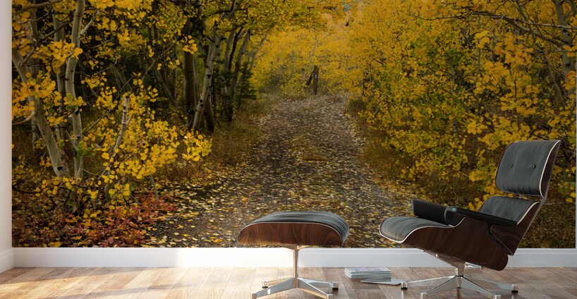 Inviting Autumn Hiking Trail Wall Murals