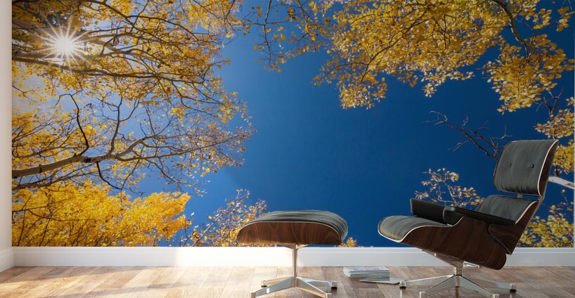 Sunny Day Wall Murals