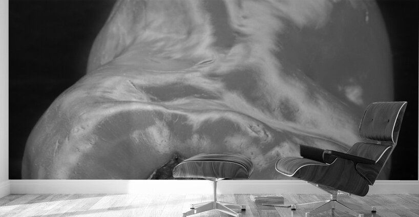 Red Pepper Bringing Sexy Back Black and White Wall Murals