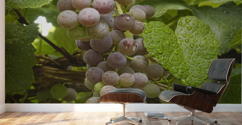 Red Grapes on The Vine Wall Murals