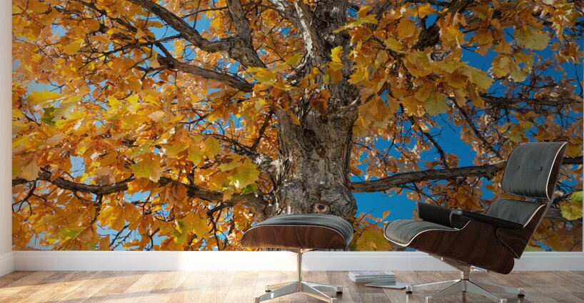 Golden Autumn Glow Under a Blue Sky Wall Murals