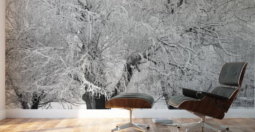 Three Trees Wall Murals