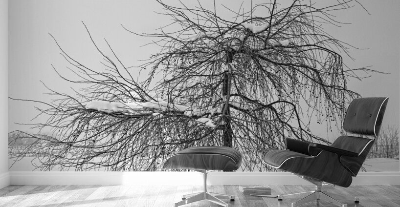Wild Springtime Winter Tree Black and White Wall Murals